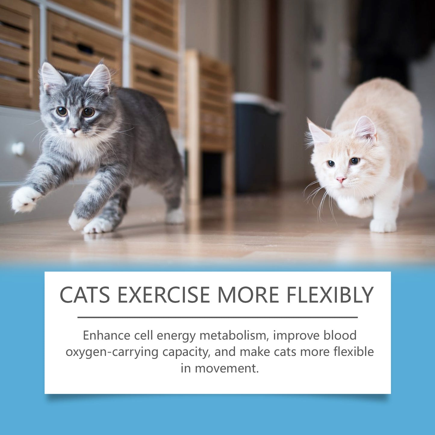 Coenzyme Q10 for cats